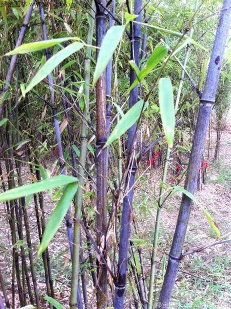 放在哪里 紫竹盆栽